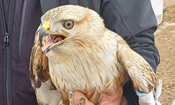ÇOBANLAR MERADA YARALI KIZIL ŞAHİN BULDU