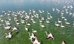 FLAMİNGOLAR DOĞANIN BAHARA UYANIŞINI MÜJDELEDİ