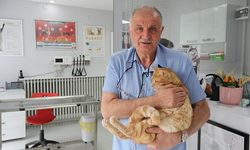 KEDİSİNİ VETERİNERE YETİŞTİRMEYE ÇALIŞIRKEN TRAFİK CEZASI YEDİ, İTİRAZ ETTİ