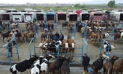 KURBANLIK HAREKETLİLİĞİ BAŞLADI
