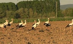 İkinci kez leyleklerin göçü, ilçe sakinlerine sürpriz yaşattı
