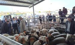 BAYRAMA SAYILI GÜNLER KALA KÜÇÜKBAŞ KURBANLIKLARDA PAZARLIKLAR KIZIŞTI