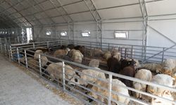 HAYVAN PAZARI KURBAN BAYRAMI'NA HAZIR