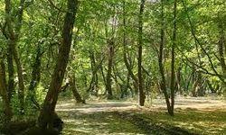 ORMANLARA GİRİŞ YASAKLANDI