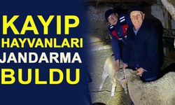KAYIP HAYVANLARI JANDARMA BULDU