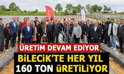 BİLECİK'TE HER YIL 160 TON ÜRETİLİYOR
