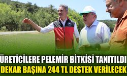 ÜRETİCİLERE PELEMİR BİTKİSİ TANITILDI DEKAR BAŞINA 244 TL DESTEK VERİLECEK