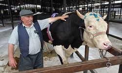 1 ton 200 kiloluk kurbanlık 350 bin TL'ye satıldı