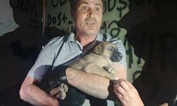 OEDAŞ TRAFODA MAHSUR KALAN YAVRU KÖPEĞE DUYARSIZ KALMADI