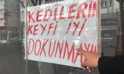BOŞ DÜKKANDA BULUNAN KEDİLER İLGİNÇ BİR TARTIŞMAYA YOL AÇTI