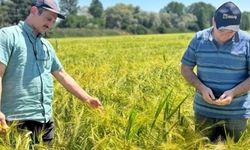 SERTİFİKALI ARPALARIN TARLA KONTROLLERİ YAPILDI
