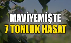 MAVİYEMİŞTE 7 TONLUK HASAT
