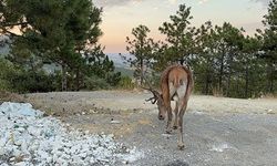 GEYİK DOĞAL YAŞAM ALANI YERİNE KARAYOLU KENARINDA YAŞAMAYA BAŞLADI