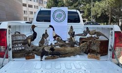 14 TAHNİT HAYVAN VE 2 KAFES ELE GEÇİRİLDİ