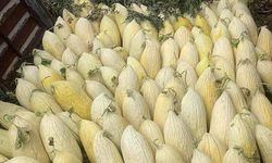 Göncek Kavunu organik tarım bünyesine kazandırılacak