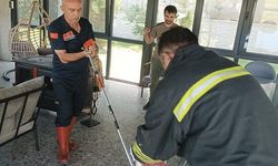 KENT MERKEZİNDE YILAN PANİĞİ