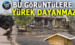 BU GÖRÜNTÜLERE YÜREK DAYANMAZ