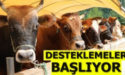 2025 Yılı 1. Dönem Hayvancılık Desteklemeleri Başlıyor