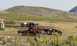Yaylalara yiyecek aramaya gelen yılkı atları havadan görüntülendi