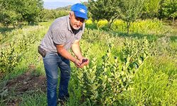 Çiftçinin deneme amacıyla diktiği aronyalar ilk meyvelerini verdi