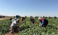 Kornişon salatalık hasadı devam ediyor