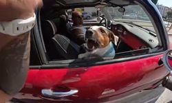 Motosiklet sürücüsünün sevmek istediği köpeklerin saldırısına uğradığı anlar kask kamerasında