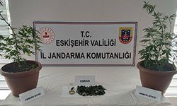 Balkondaki saksıların içinde 2 kök kenevir ve 47 gram esrar maddesi ele geçirildi