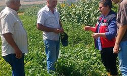 Fasulye ve mısır tarlalarında hastalık ve zararlı kontrolü