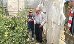 Seralarda bitki hastalık ve zararlı kontrolleri