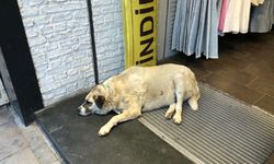 Sıcaktan bunalan köpek çareyi klimanın altına yatmakla buldu
