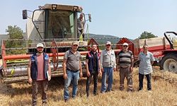 Gölpazarı'nda hasat kontrolleri tüm hızıyla sürüyor