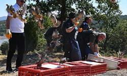 300 kınalı keklik doğaya salındı