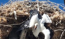Yuvasına takılı kalan leylek böyle kurtarıldı