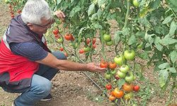 Coğrafi işaretli Simav Eynal domatesleriyle ilgili denetim çalışması
