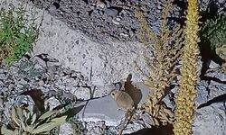 Yaylada nadir Arap Tavşanı'nın görüldüğü iddiası