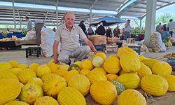 Yerli kavun 20 TL’den tezgâhta yerini aldı