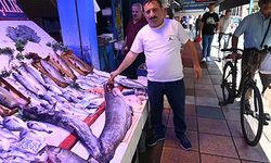 40 kiloluk yayın balığını görenler 'Canavar gibi' diyor