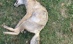 Av bölgesi olmayan mahallede tüfekle tilki vurulduğu iddiası