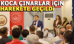 KOCA ÇINARLAR İÇİN HAREKETE GEÇİLDİ