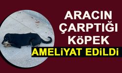 ARACIN ÇARPTIĞI KÖPEK AMELİYAT EDİLDİ