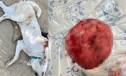 Göğsünde tümör bulunan köpek ameliyat edildi