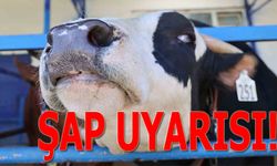 TARIM MÜDÜRLÜĞÜNDEN ŞAP UYARISI: BU ÖNLEMLERE DİKKAT!