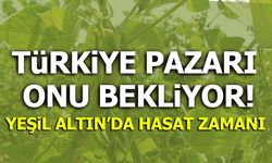 TÜRKİYE PAZARI ONU BEKLİYOR, YEŞİL ALTIN'DA HASAT ZAMANI