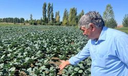 Çiftçilerin kullandığı kuyu suları 2 metreye kadar indi