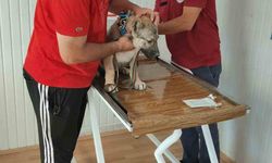 Evcil hayvan sahiplerine mikroçip uyarısı