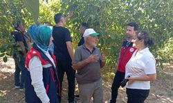 Hasat öncesi ceviz bahçelerinde inceleme yapıldı