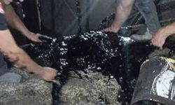 Zift kazanına düşen köpek yarım saatlik müdahale sonrası kurtarıldı