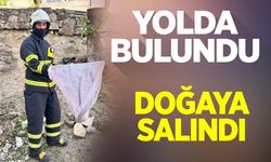 Bilecik’te caddede yakalanan ’oluklu kertenkele’ doğaya salındı