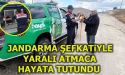 Jandarma Şefkatiyle Yaralı Atmaca Hayata Tutundu