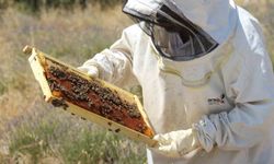 Lavanta bahçeleri hem göze hem damağa hitap ediyor